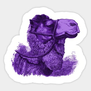 Purple Camel Illustration Sticker